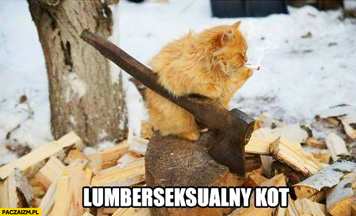 Lumberseksualny kot