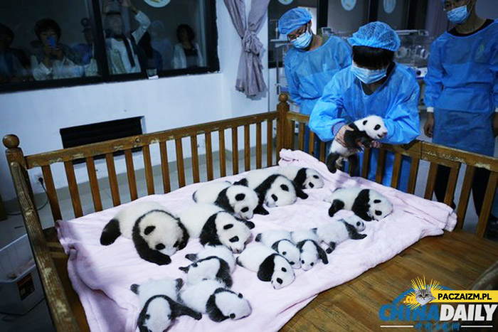 Małe pandy