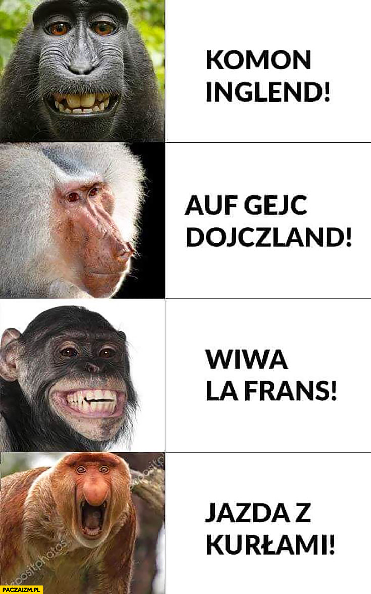 Małpy kibice Anglia Niemcy Francja Polak: jazda z kurnami typowy Polak nosacz małpa