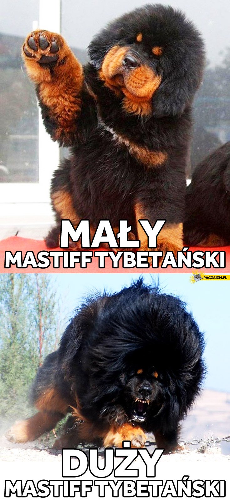 Mały Mastiff Tybetański duży Mastiff Tybetański