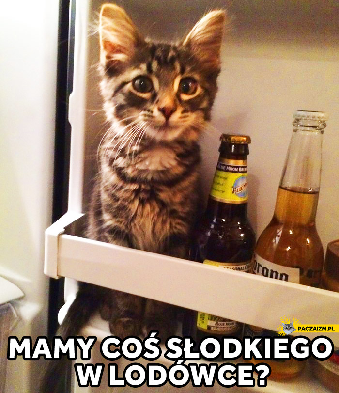 Mamy coś słodkiego w lodówce? kotek