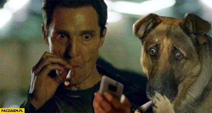 Matthew McConaughey pies pali zestresowany stres reakcja