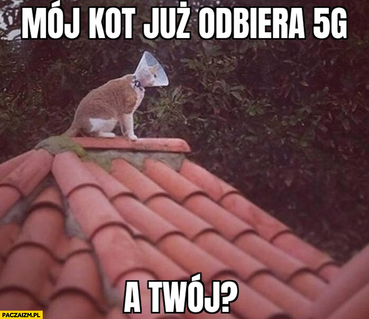 Mój kot już odbiera 5G, a Twój? Siedzi na dachu kołnierz klosz lampa