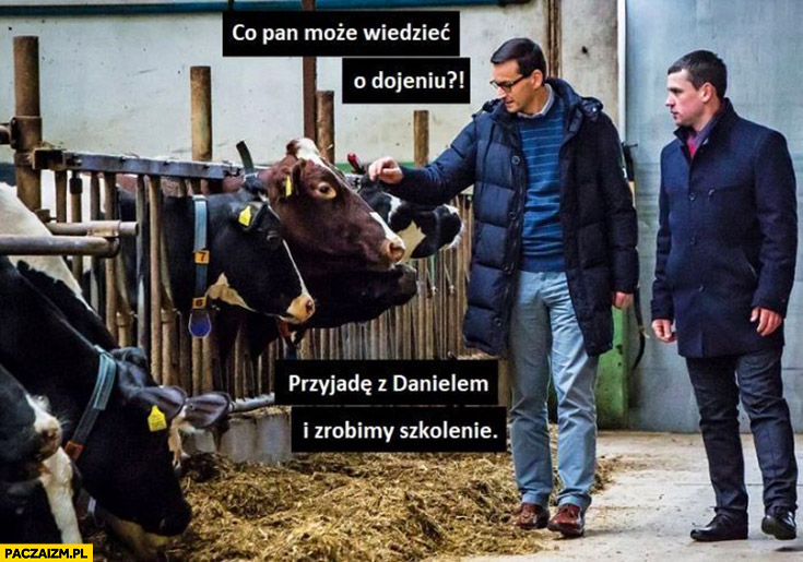 Morawiecki krowy co pan może wiedzieć o dojeniu przyjadę z Obajtkiem i zrobimy szkolenie