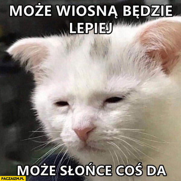 Może wiosną będzie lepiej, może słonce coś da smutny kot kotek