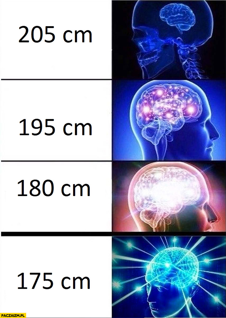 Mózg a wzrost 205cm, 195cm, 180cm, 175cm