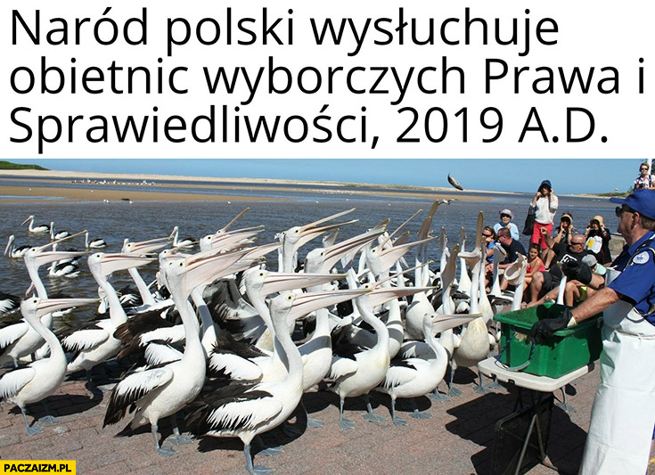 Naród polski wysłuchuje obietnic wyborczych Prawa i Sprawiedliwości 2019 pelikany