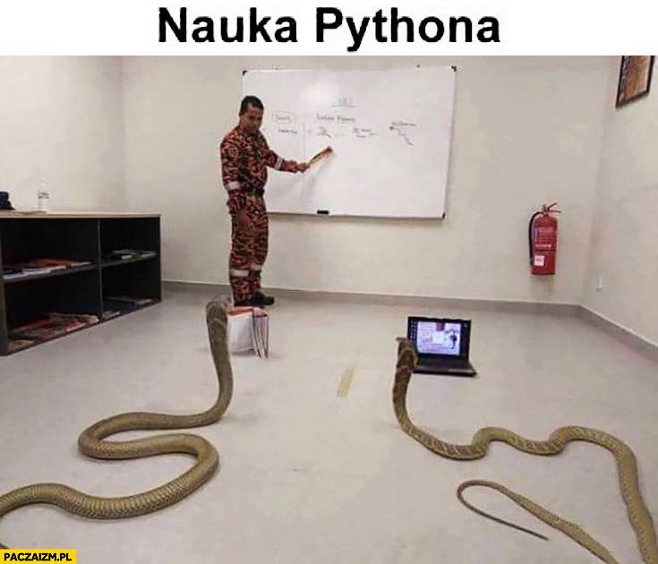 Nauka Pythona węże przed komputerami