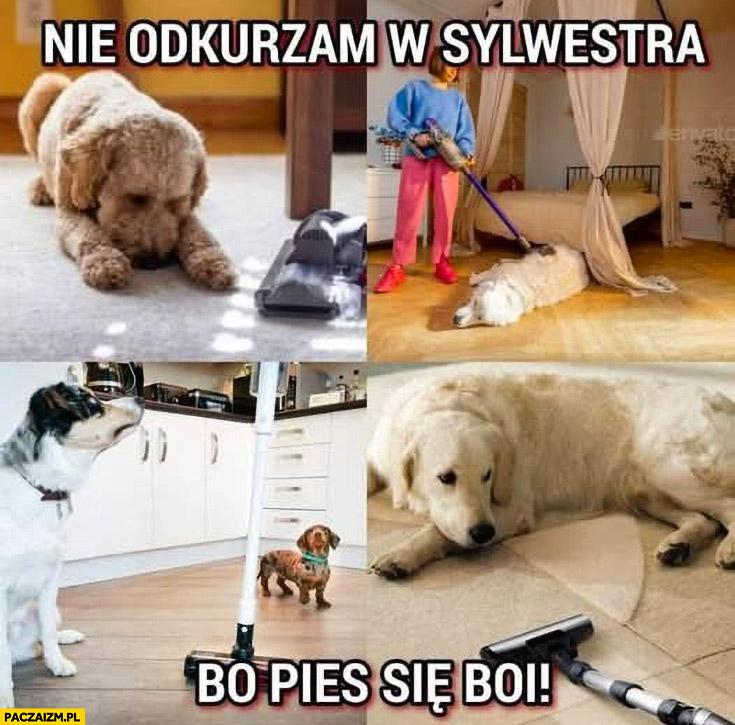 Nie odkurzam w sylwestra bo pies się boi