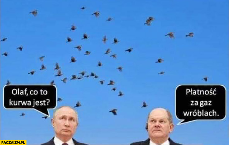 Olaf Scholz Putin co to jest płatność za gaz wróblach ptaki