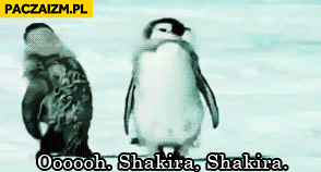 Ooo Shakira Shakira pingwin