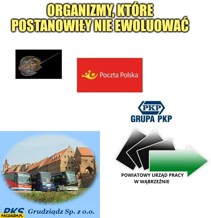 Organizmy które postanowiły nie ewoluować poczta polska, PKP, urząd pracy, PKS