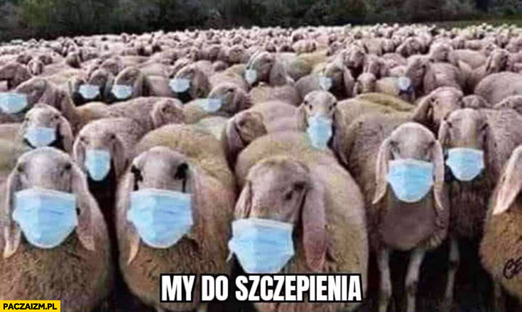 Owce owieczki w maseczkach my do szczepienia przeróbka