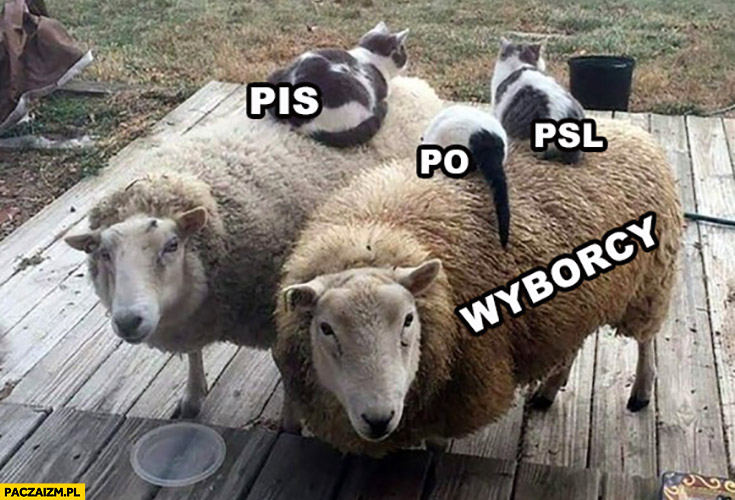 Owce owieczki wyborcy na nich koty PiS PO PSL