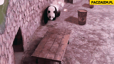 Panda sił specjalnych