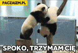 Panda spoko trzymam cię