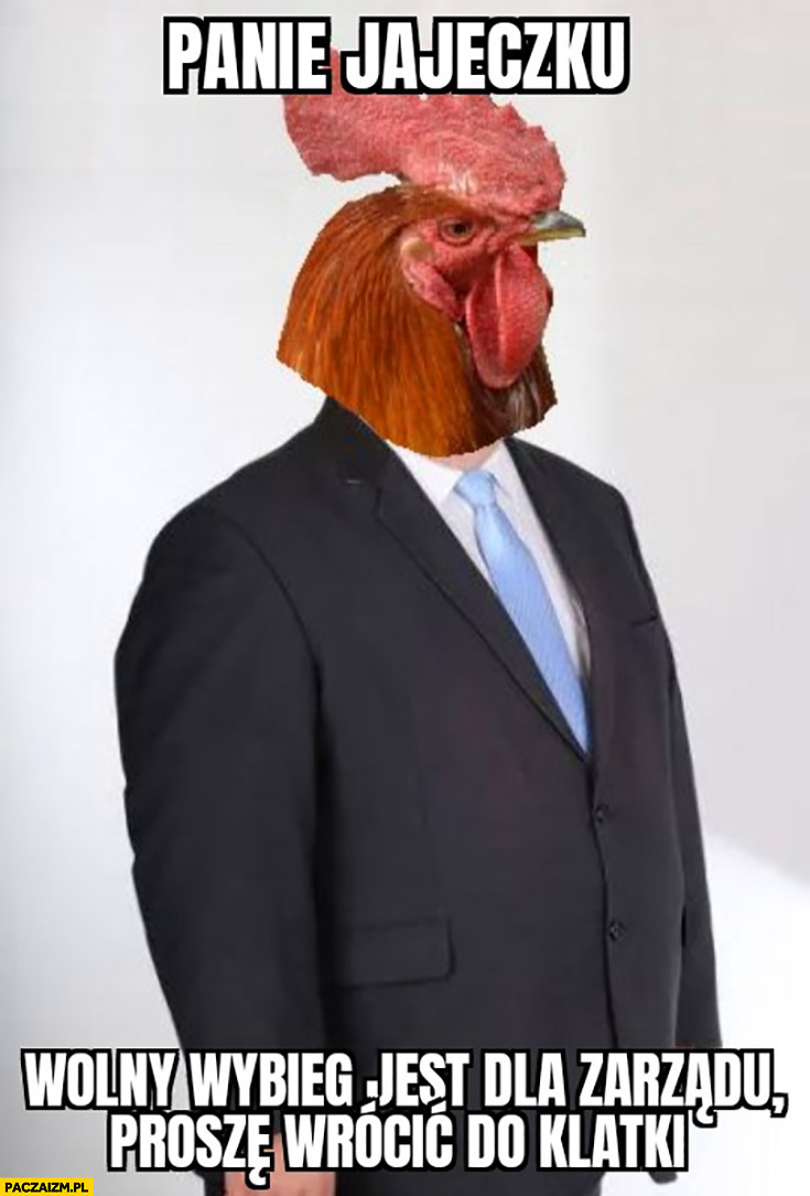 Panie jajeczku wolny wybieg jest dla zarządu proszę wrócić do klatki Janusz Alfa kogut kura