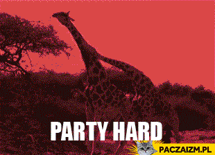 Party hard żyrafy
