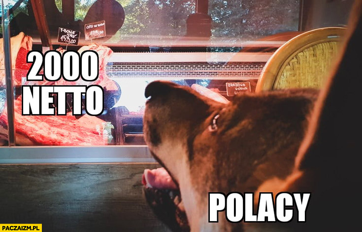 Pensja 2000 netto, Polacy pies patrzy na szynkę