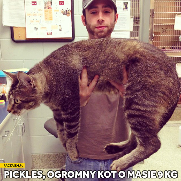Pickles ogromny kot wielki koteł