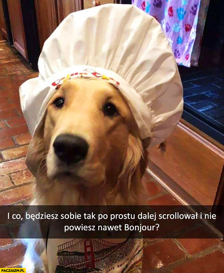 Pies kucharz Francuz będziesz sobie tak po prostu dalej scrollował i nie powiesz nawet bonjour?