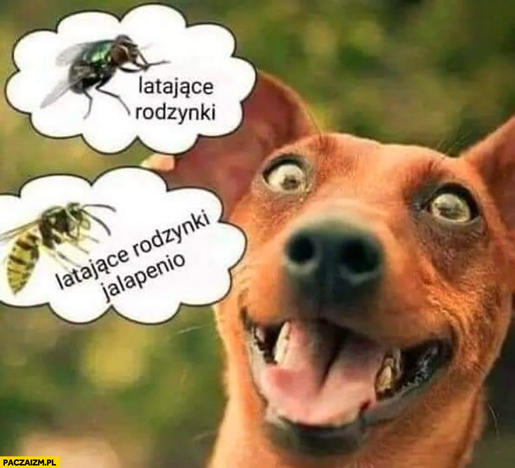 Pies: muchy to latające rodzynki, osy pszczoły to latające rodzynki jalapeno