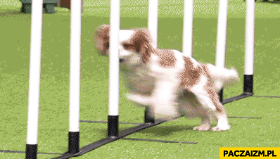 Pies na konkursie agility fail walnął głową w słupek animacja gif