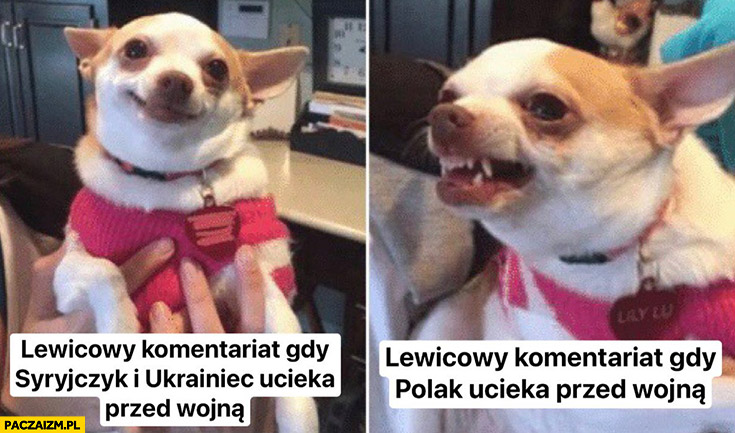 Pies piesek lewicowcy gdy Syryjczyk i Ukrainiec ociekają przed wojną vs gdy Polak ucieka przed wojna