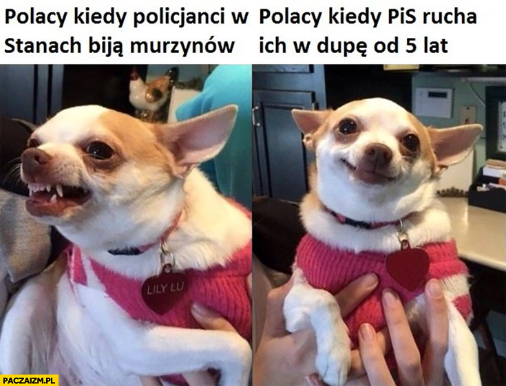 Pies piesek Polacy kiedy policjanci w stanach bija murzynów vs Polacy kiedy PiS ich dyma od 5 lat nic nie robią