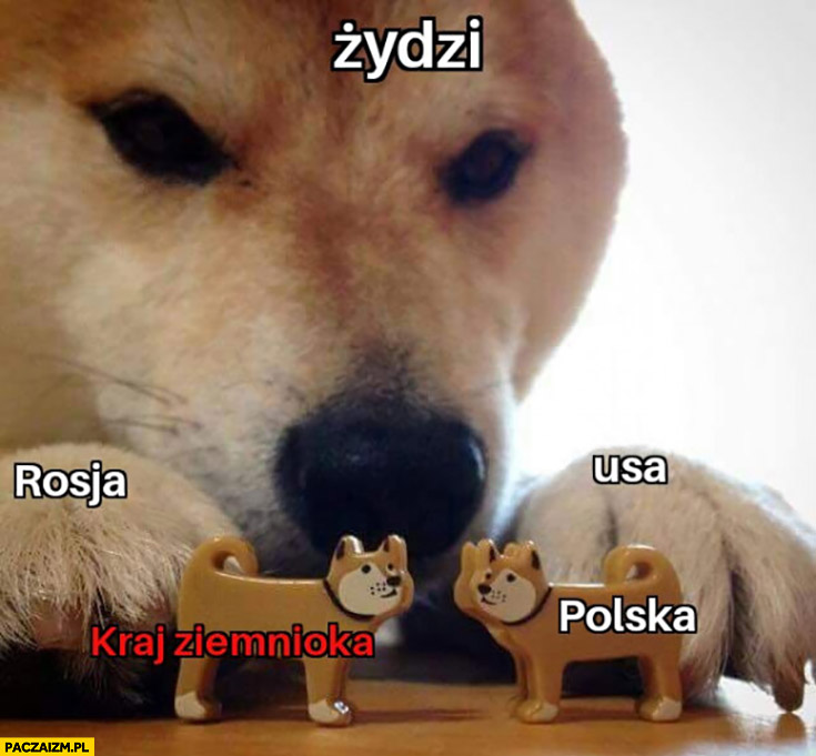 Pies pieseł doge Żydzi Rosja USA kraj ziemniaka vs Polska