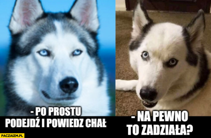 Pies po prostu podejdź i powiedz chał hau łysy pies zakolak na pewno to zadziała?