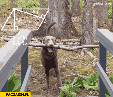 Pies przechodzący z kijkiem przez most obliczenia naukowe animacja