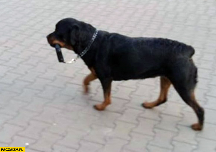 Pies sam się wyprowadza na spacer