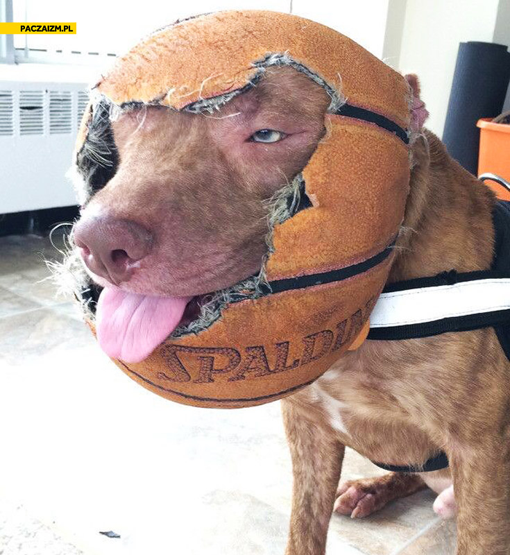 Pies z piłką na głowie