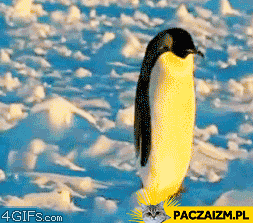 Pingwin zły dzień