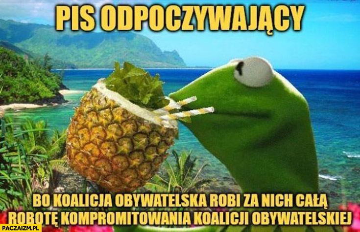 PiS odpoczywający Kermit bo Koalicja Obywatelska robi za nich całą robotę kompromitowania Koalicji Obywatelskiej