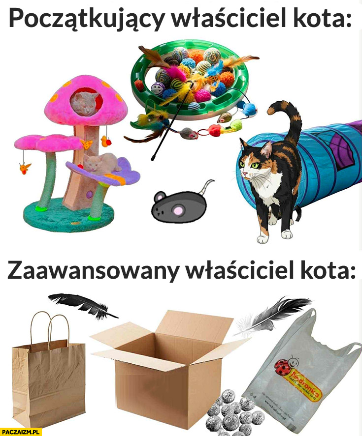 Początkujący właściciel kota profesjonalne zabawki vs zaawansowany właściciel kota karton pudlu torby torebki