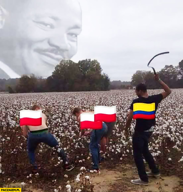 Polacy na polu bawełny Kolumbia z biczem pogania ich do pracy
