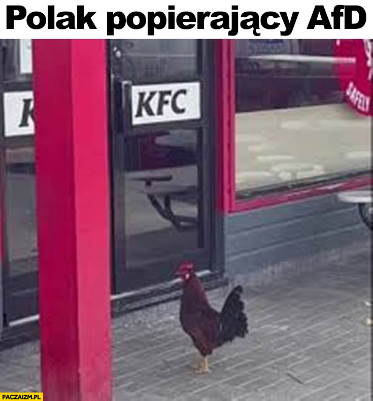 Polak popierający AfD kura kogut przed KFC