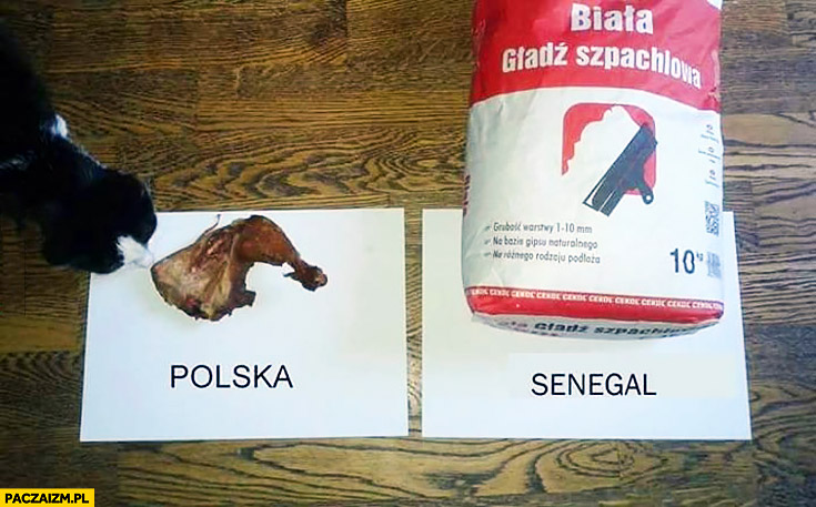 Polska Senegal kot typuje zwycięzcę kto wygra mecz mięso vs gładź szpachlowa