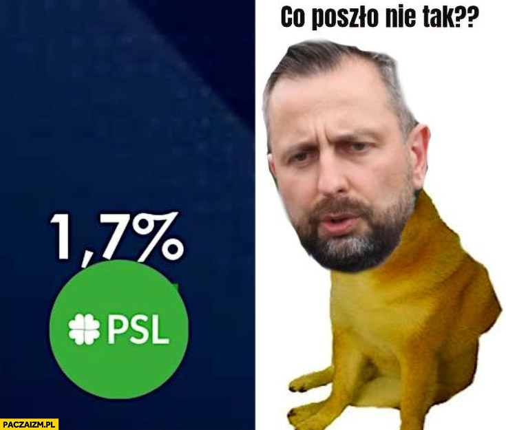 Poparcie PSL 1,7% procenta Kosiniak-Kamysz co poszło nie tak pies pieseł doge