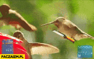 Ptak z nożem animacja