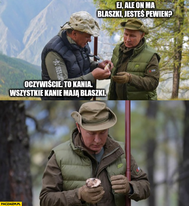 Putin na grzybach: grzyb ma blaszki, jesteś pewien? Oczywiście to kania, wszystkie kanie maja blaszki
