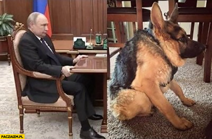 Putin siedzi skulony jak pies wilczur owczarek