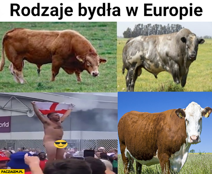 Rodzaje bydła w Europie kibic Anglii