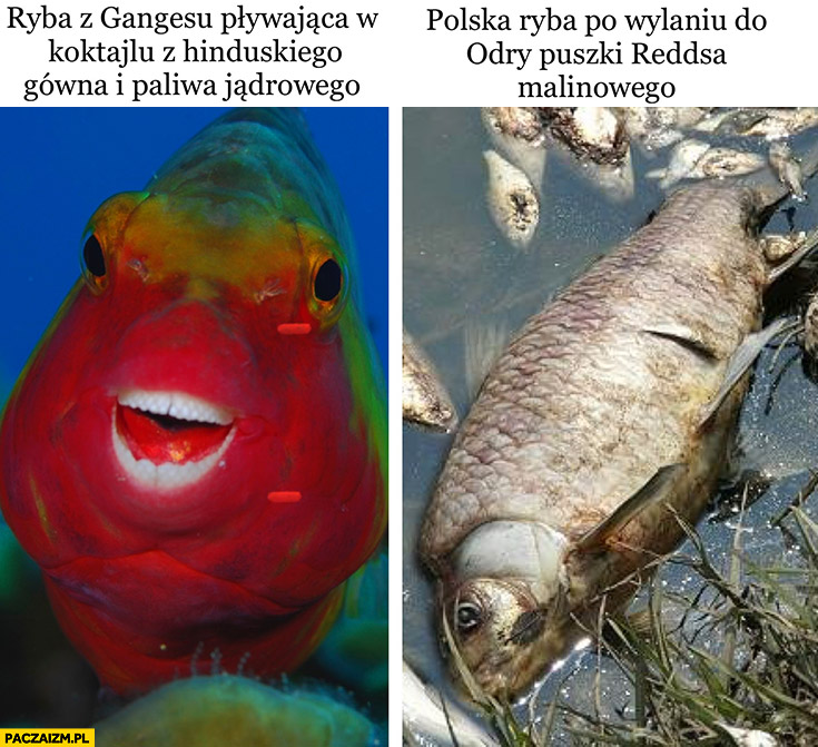 Ryba z Gangesu pływająca w koktajlu z hinduskiego gówna i paliwa jądrowego vs polska ryba po wylaniu do Odry puszki Reddsa malinowego porównanie