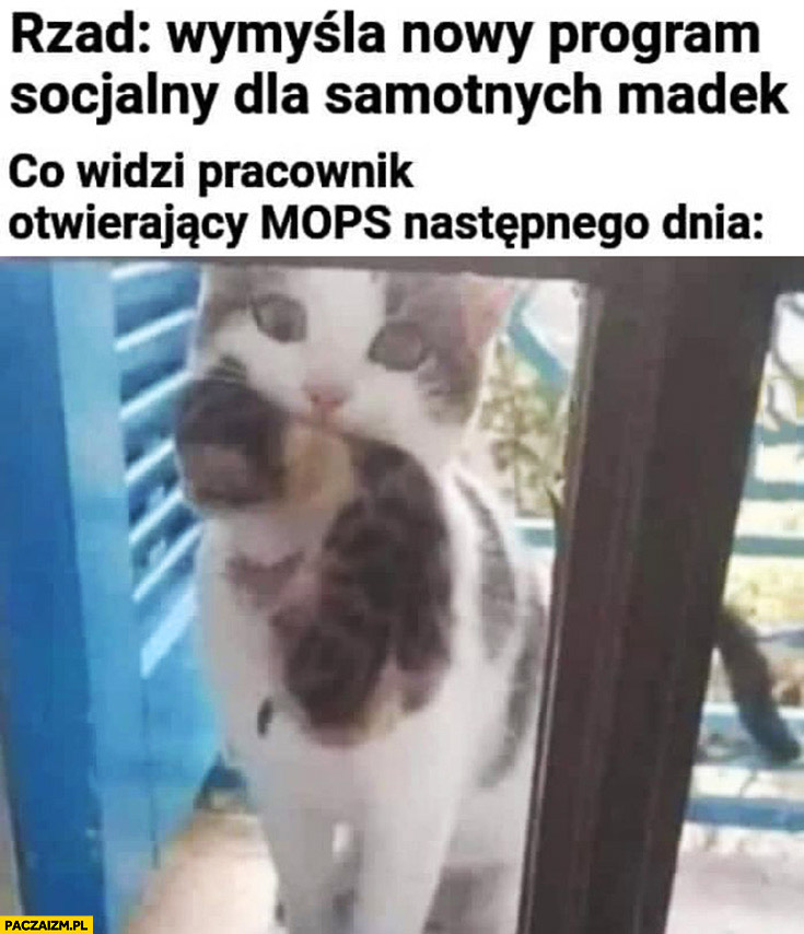 Rząd wymyśla nowy program socjalny dla samotnych matek co widzi pracownik otwierający MOPS następnego dnia kotka z małym