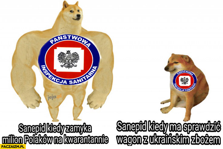 Sanepid kiedy zamyka milion Polaków na kwarantannie vs kiedy ma sprawdzić wagon z ukraińskim zbożem pies pieseł doge cheems