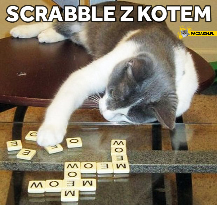 Scrabble z kotem