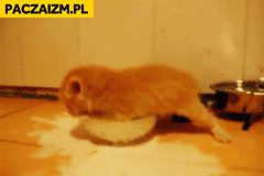 Słodki kotek rozlewa mleczko animacja